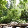 Thailand-Regenwald (52)